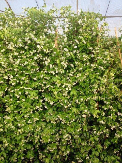 ARAP YASEMİNİ - 3 ADET ÇİÇEKLİ KOKULU SARILICI BİTKİ  120-150 CM