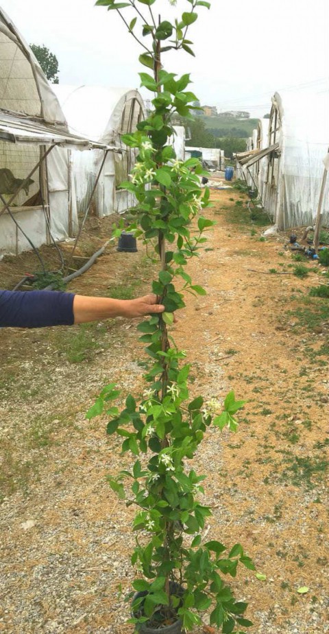 ARAP YASEMİNİ BÜYÜK BOY 2-2.5 METRE -  3 ADET ÇİÇEKLİ KOKULU SARILICI BİTKİ