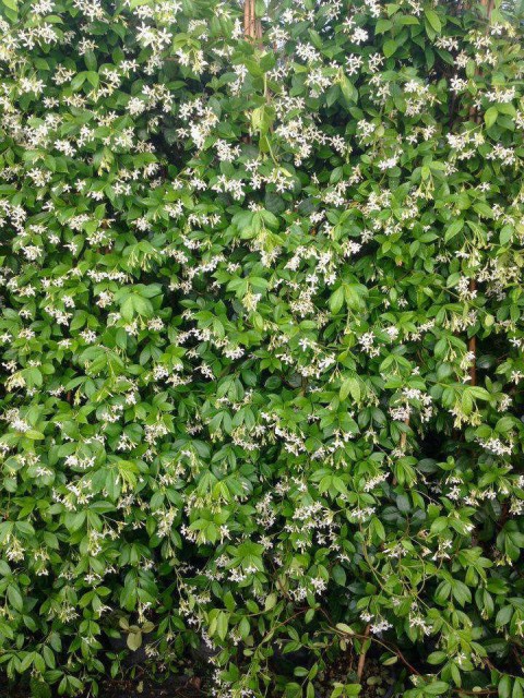 ARAP YASEMİNİ BÜYÜK BOY 2-2.5 METRE -  3 ADET ÇİÇEKLİ KOKULU SARILICI BİTKİ