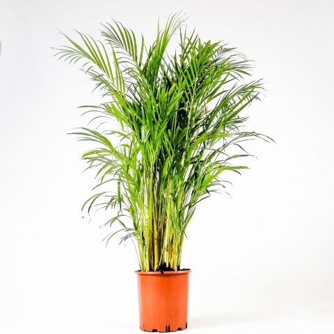 AREKA PALMİYESİ 100-120 cm - HEDİYELİK SALON OFİS BİTKİSİ