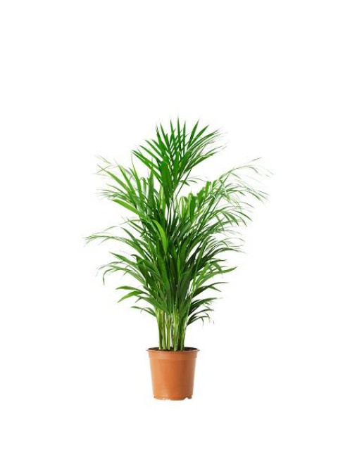 AREKA PALMİYESİ 2 ADET - HEDİYELİK SALON BİTKİSİ