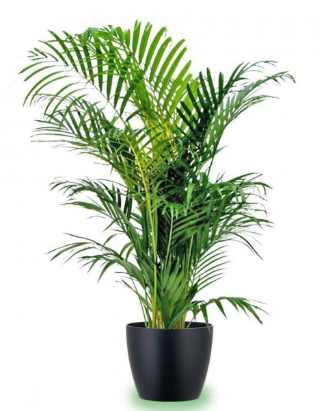 AREKA PALMİYESİ 70-80 cm 2 ADET - HEDİYELİK SALON OFİS BİTKİSİ