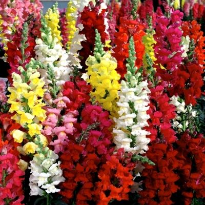 ASLANAĞZI ÇİÇEĞİ EKİM SETİ -TOHUM,TOPRAK,SAKSI,BİTKİ BESİNİ