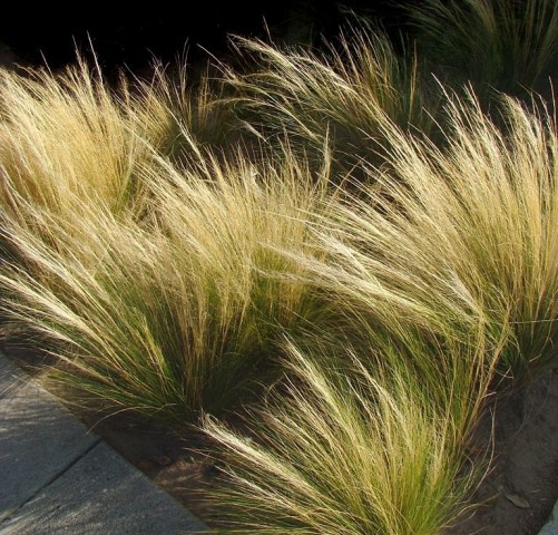 AT KUYRUĞU ÇİMİ STİPA 10 ADET - OTSU YER ÖRTÜCÜ BİTKİ