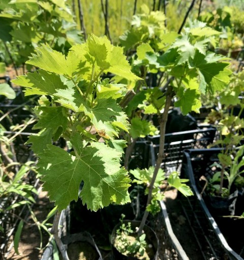 ATA SARISI ÜZÜM FİDANI 3 ADET TÜPLÜ