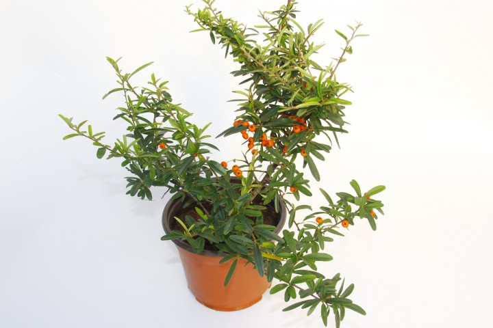 ATEŞ DİKENİ FİDANI 10 ADET