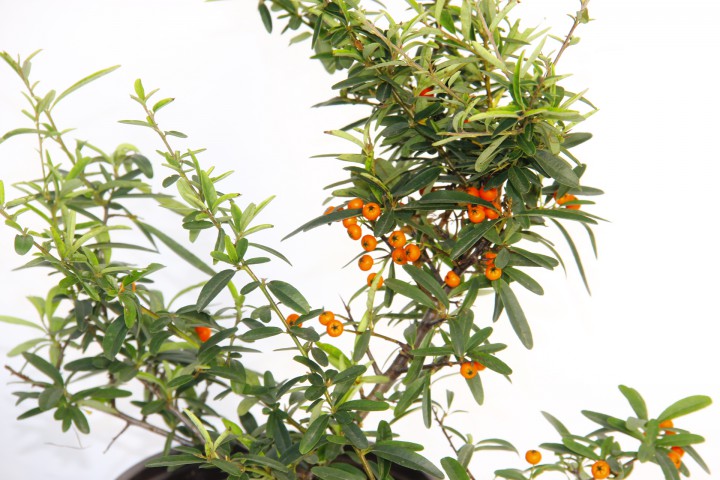 ATEŞ DİKENİ FİDANI 10 ADET