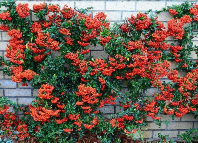 ATEŞ DİKENİ FİDANI 5 ADET