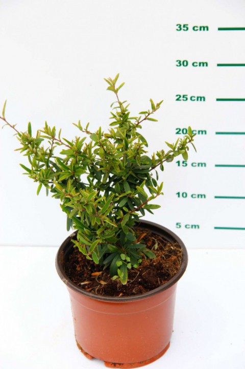 ATEŞ DİKENİ FİDANI 5 ADET