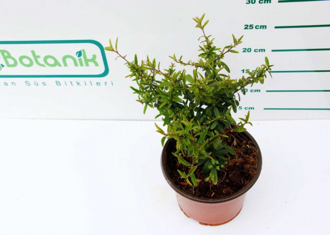 ATEŞ DİKENİ FİDANI 5 ADET