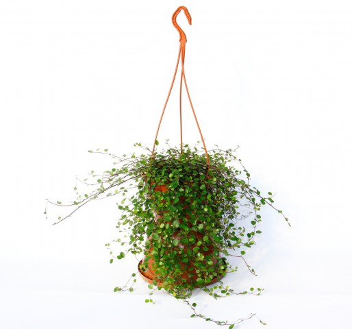 AVUSTRALYA SARMAŞIĞI 2 ADET - HEDİYELİK ASKILI SAKSIDA