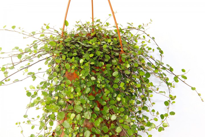 AVUSTRALYA SARMAŞIĞI 3 ADET - HEDİYELİK ASKILI SAKSIDA