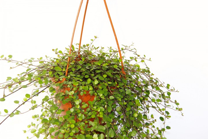 AVUSTRALYA SARMAŞIĞI 3 ADET - HEDİYELİK ASKILI SAKSIDA