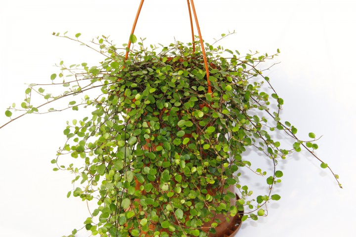 AVUSTRALYA SARMAŞIĞI 3 ADET - HEDİYELİK ASKILI SAKSIDA