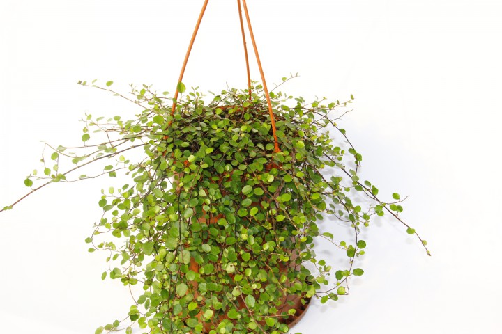 AVUSTRALYA SARMAŞIĞI 3 ADET - HEDİYELİK ASKILI SAKSIDA