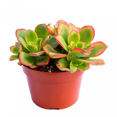Aeonium Kiwi - 10 ADET SUKULENT - TERARYUM BİTKİSİ