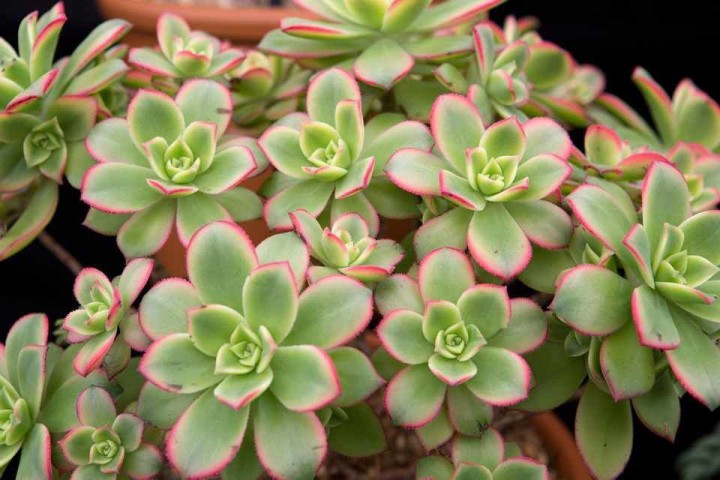 Aeonium Kiwi - 10 ADET SUKULENT - TERARYUM BİTKİSİ