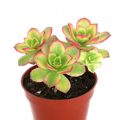 Aeonium Kiwi - 20 ADET SUKULENT - TERARYUM BİTKİSİ