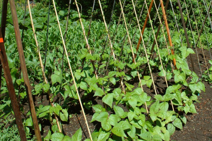 BAMBU BİTKİ DESTEK ÇUBUĞU 120 CM 20 ADET