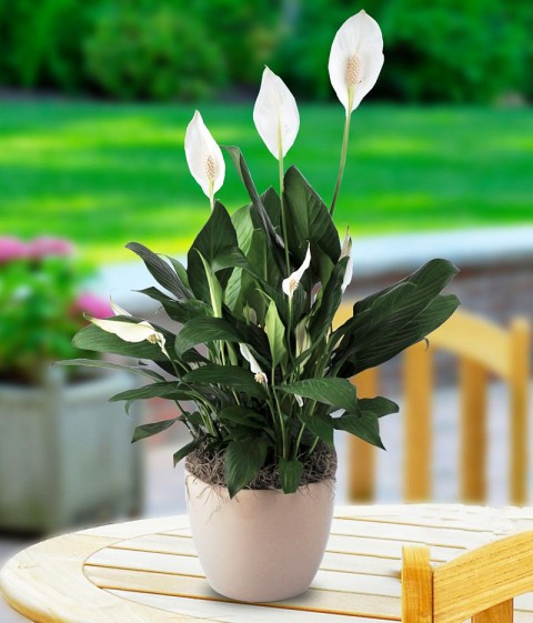 BARIŞ ÇİÇEĞİ Spathiphyllum 3 ADET - Hediyelik Salon Ofis Bitkisi