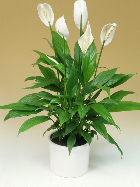 BARIŞ ÇİÇEĞİ Spathiphyllum 3 ADET - Hediyelik Salon Ofis Bitkisi