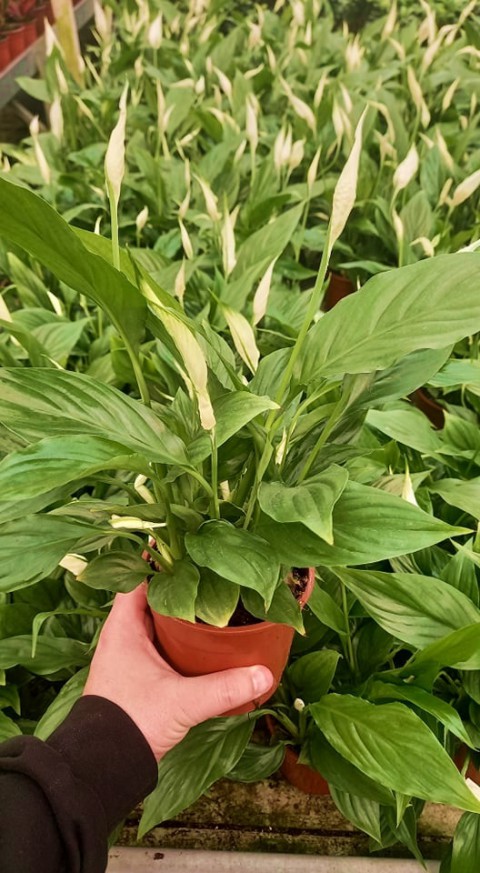 BARIŞ ÇİÇEĞİ Spathiphyllum 3 ADET - Hediyelik Salon Ofis Bitkisi