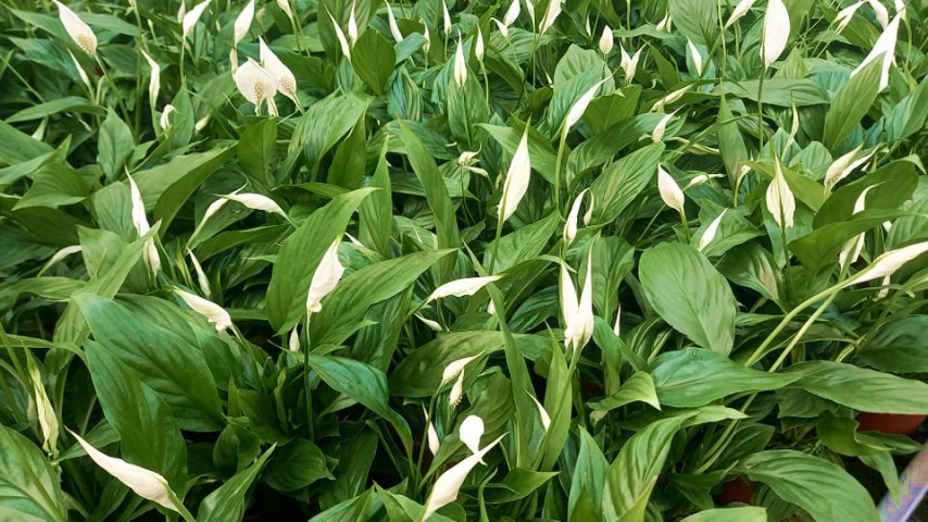 BARIŞ ÇİÇEĞİ Spathiphyllum 5 ADET - Hediyelik Salon Ofis Bitkisi