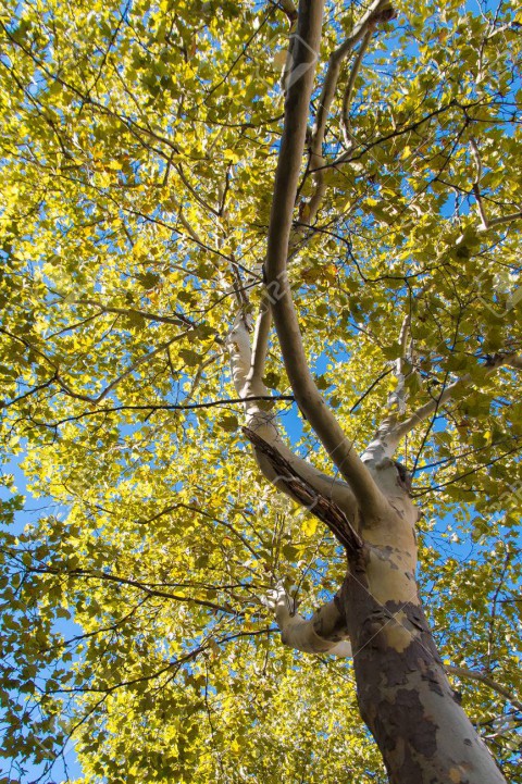 BATI ÇINARI FİDANI 3 ADET - Platanus Occidentalis