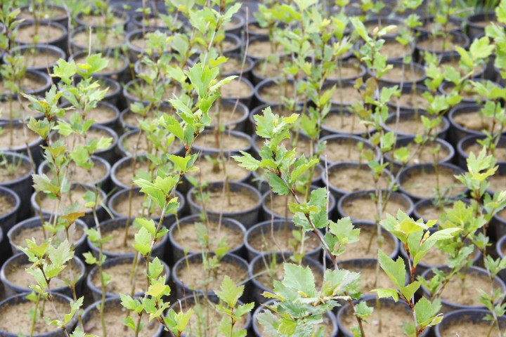 BATI ÇINARI FİDANI 3 ADET - Platanus Occidentalis