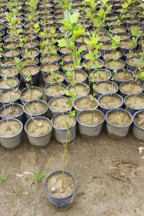 BATI ÇINARI FİDANI - Platanus Occidentalis