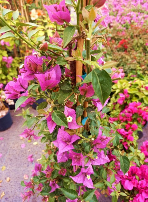 BEGONVİL SARMAŞIĞI 3 ADET 100 CM - ÇİÇEKLİ BİTKİ