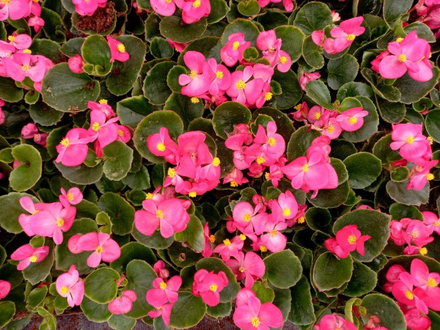 BEGONYA ÇİÇEĞİ 45 ADET - PEMBE RENK