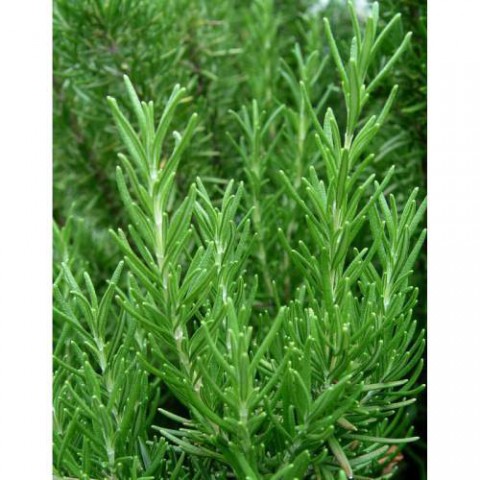 BİBERİYE ROSMARİNUS - KOKULU AROMATİK BİTKİ 10 ADET