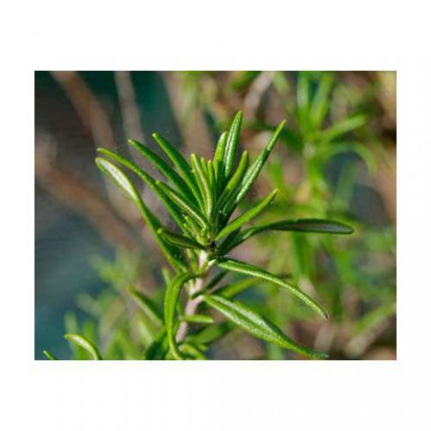 BİBERİYE ROSMARİNUS - KOKULU AROMATİK BİTKİ 10 ADET