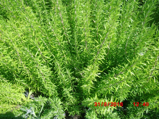 BİBERİYE ROSMARİNUS - KOKULU AROMATİK BİTKİ 5 ADET