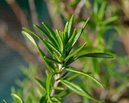 BİBERİYE ROSMARİNUS - KOKULU AROMATİK BİTKİ 5 ADET