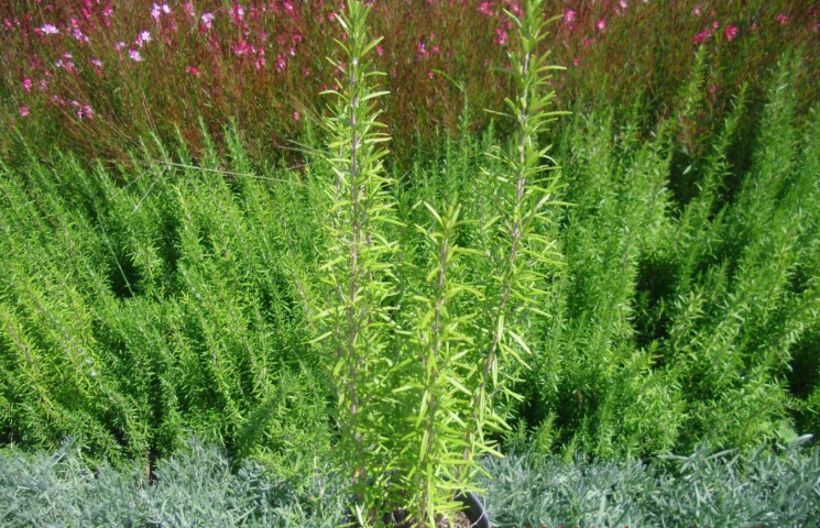 BİBERİYE ROSMARİNUS - KOKULU AROMATİK BİTKİ 5 ADET