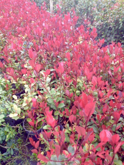 BODUR ALEV ÇALISI 10 ADET - KIRMIZI SÜS BİTKİSİ