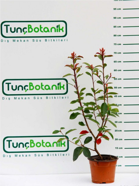 BODUR ALEV ÇALISI 30 ADET - KIRMIZI SÜS BİTKİSİ