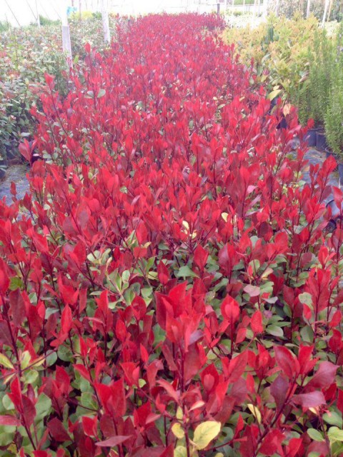 BODUR ALEV ÇALISI 50 ADET - KIRMIZI SÜS BİTKİSİ