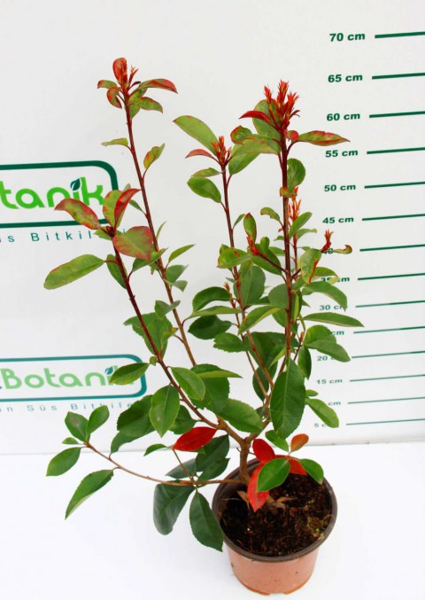 BODUR ALEV ÇALISI 50 ADET - KIRMIZI SÜS BİTKİSİ