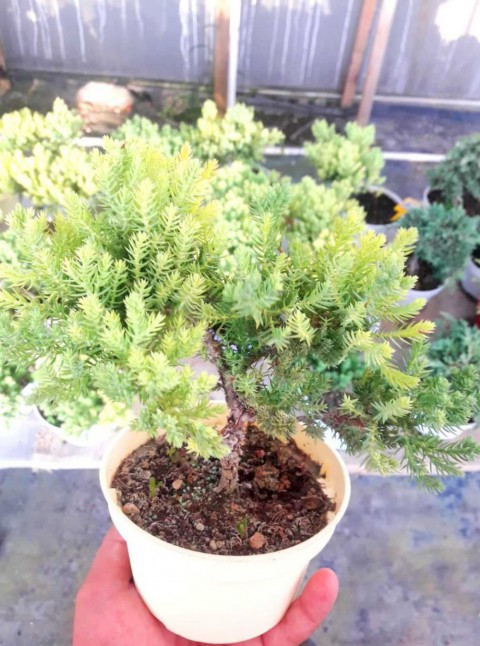 BONSAİ ARDIÇ AĞACI 2 ADET