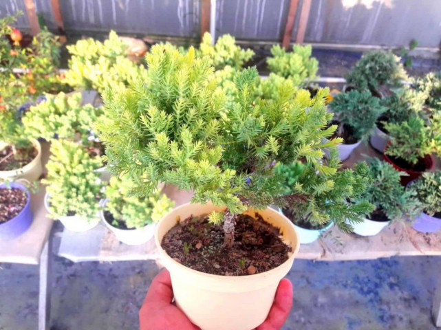 BONSAİ ARDIÇ AĞACI 2 ADET