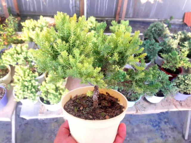 BONSAİ ARDIÇ AĞACI 2 ADET