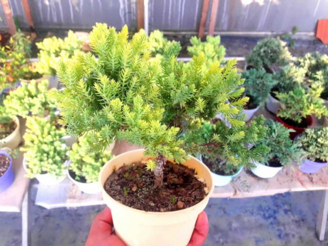 BONSAİ ARDIÇ AĞACI 2 ADET