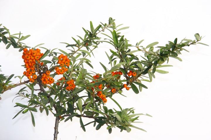 BONSAİ ATEŞ DİKENİ