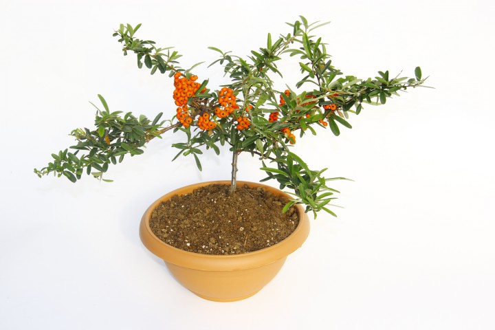 BONSAİ ATEŞ DİKENİ