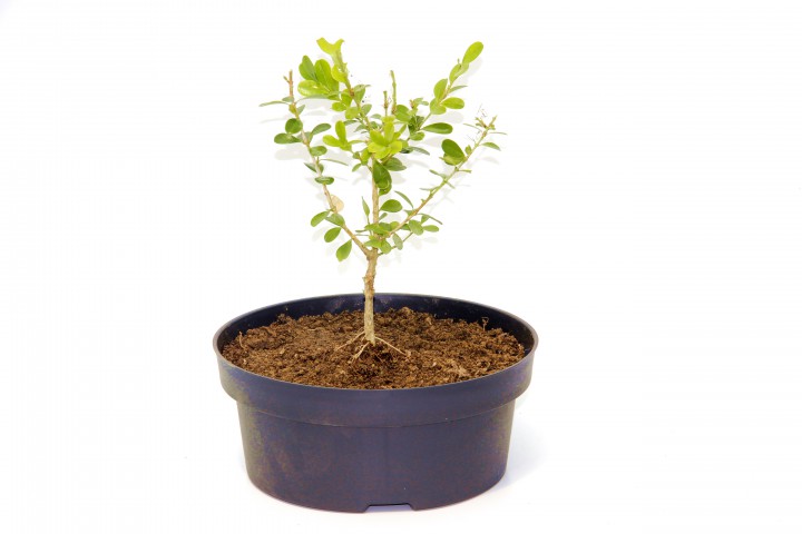BONSAİ BUXUS ŞİMŞİR - HEDİYELİK 4 YAŞINDA