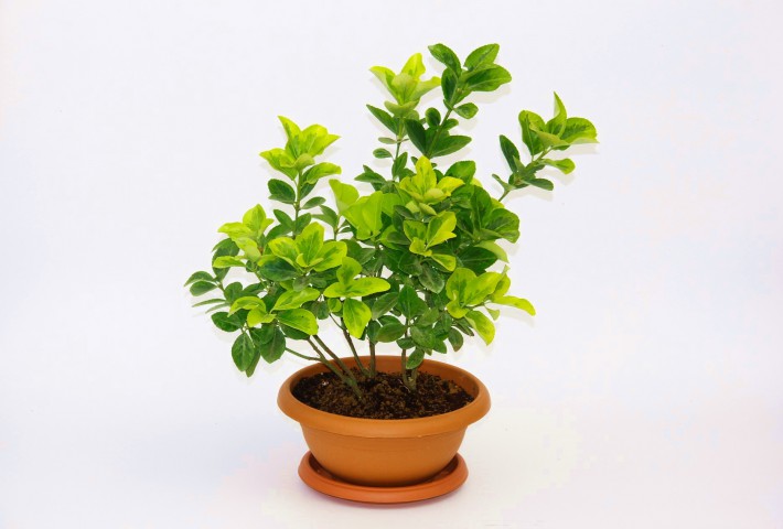 BONSAİ EUONYMUS JAPONİCA AUREA 3 ADET - HEDİYELİK EV OFİS BİTKİSİ