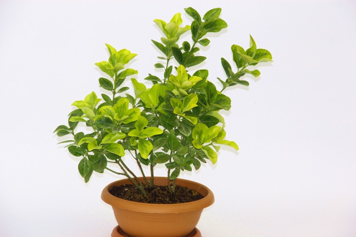 BONSAİ EUONYMUS JAPONİCA AUREA 5 ADET - HEDİYELİK EV OFİS BİTKİSİ